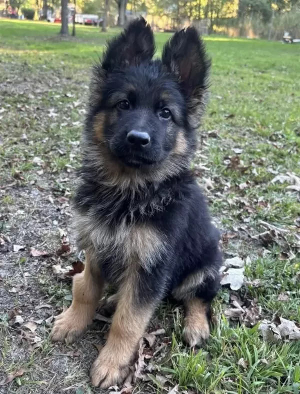 K9 Alman Kurdu Yavrularimiz