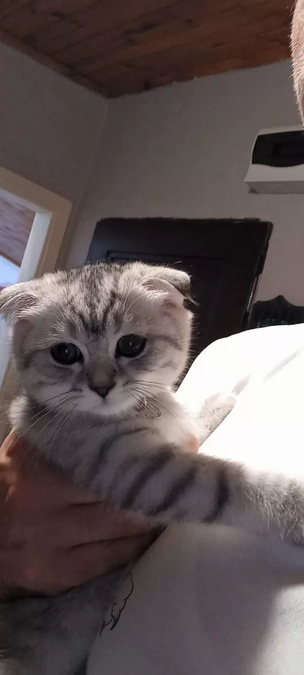 Scottish Fold Kedisi