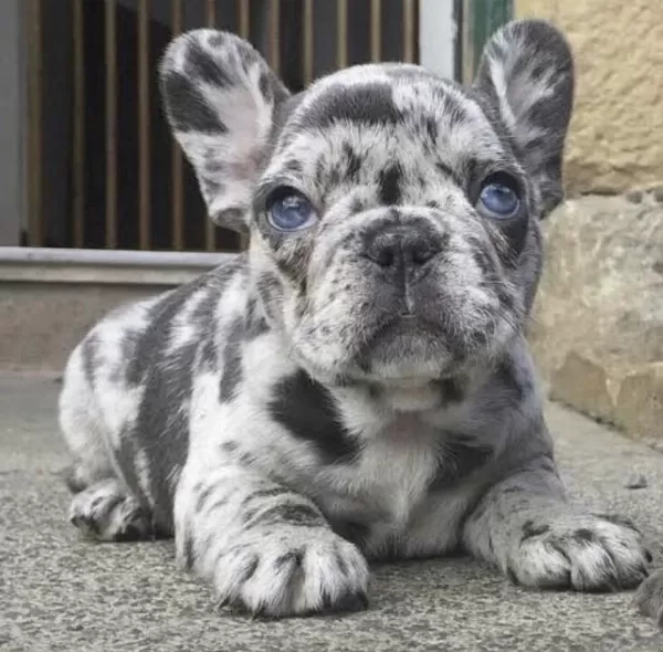 French Bulldog Sağlikli Köpeğimiz