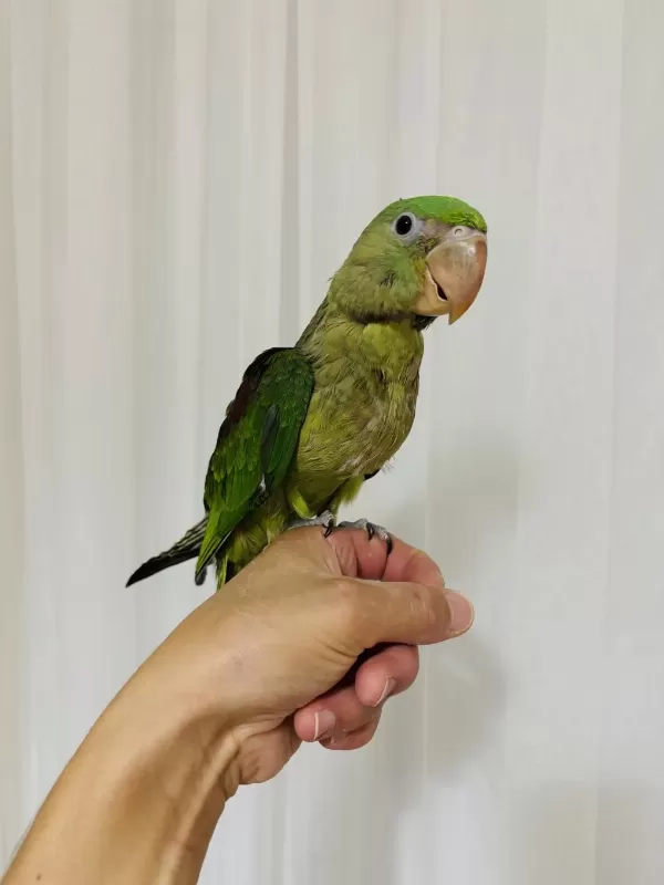 Son Bebek Alexander El Besleme Büyüyor