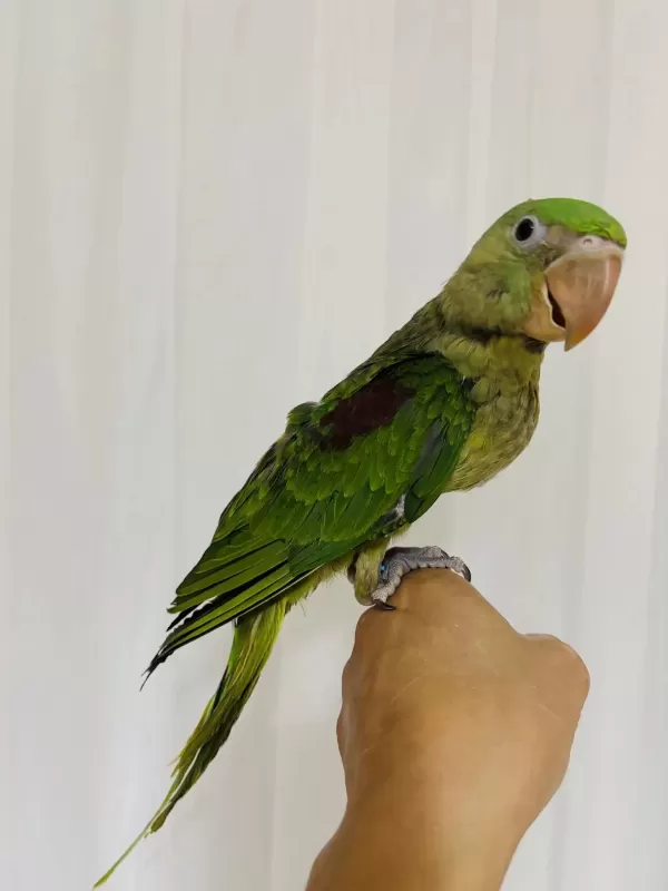 Son Bebek Alexander El Besleme Büyüyor