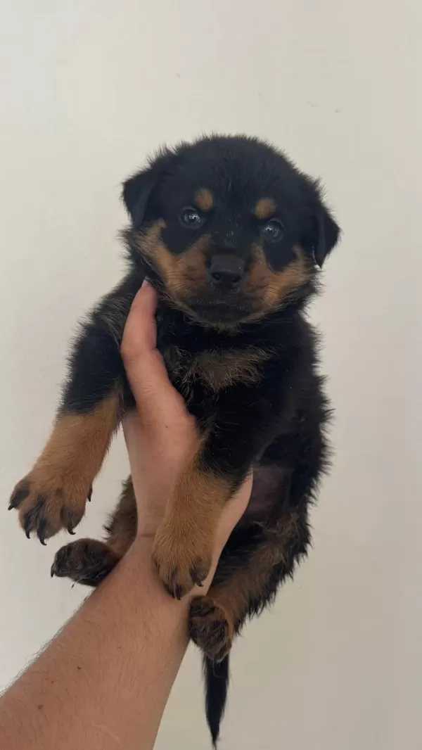 Koca Kafa Macar Rottweiler