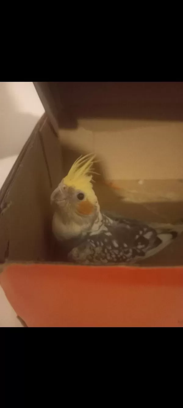 9 Aylik Erkek Sultan Papağanı