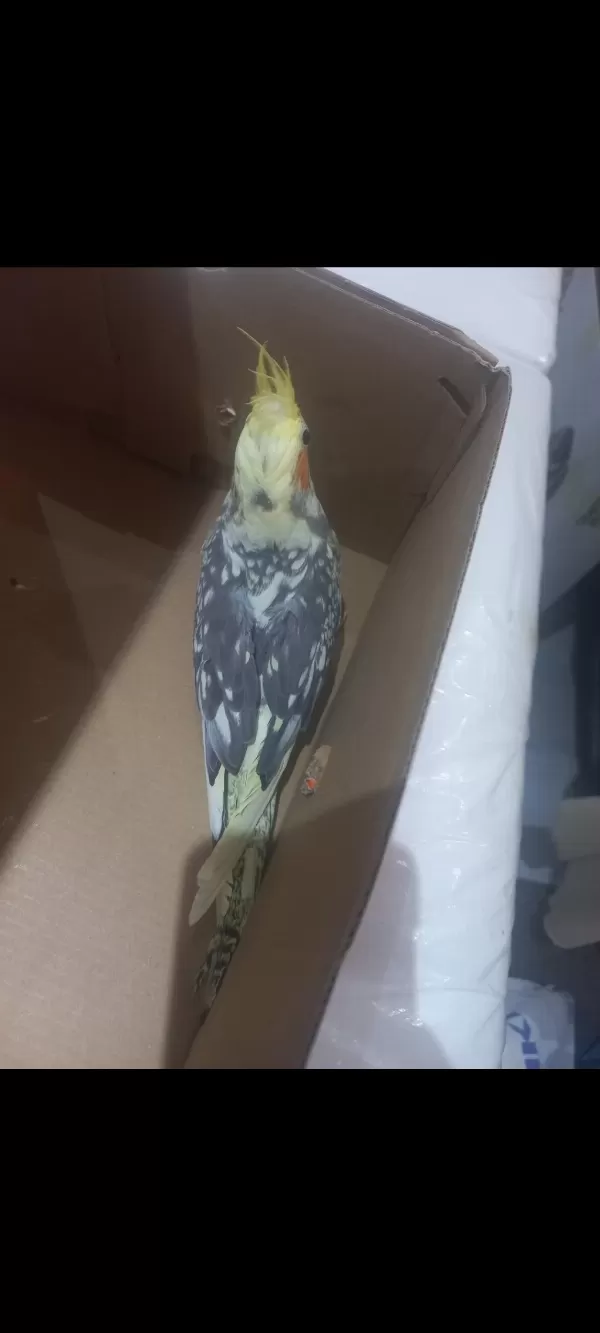 9 Aylik Erkek Sultan Papağanı