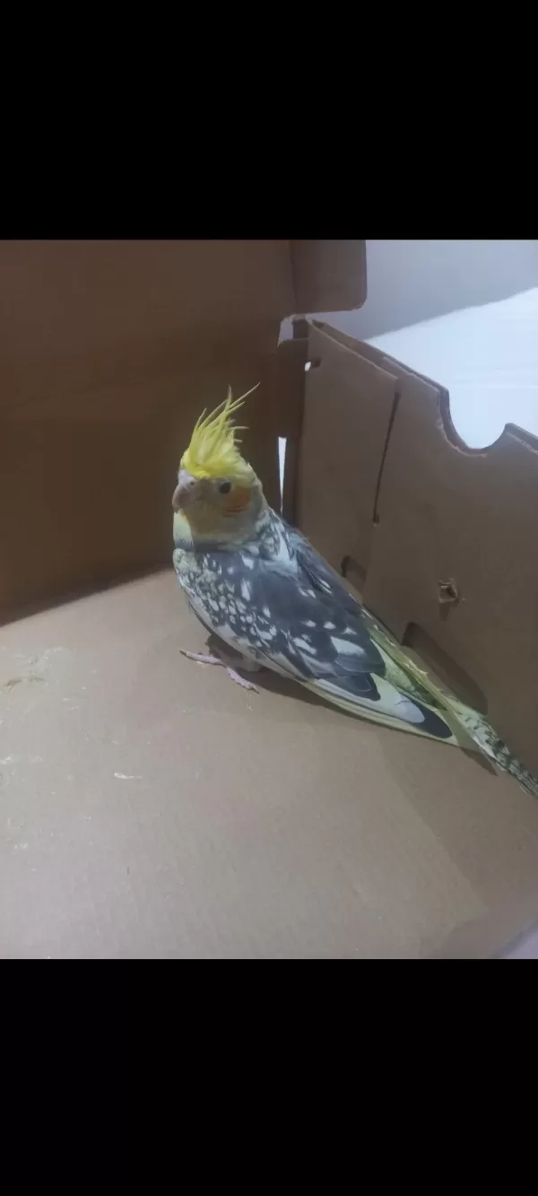 9 Aylik Erkek Sultan Papağanı