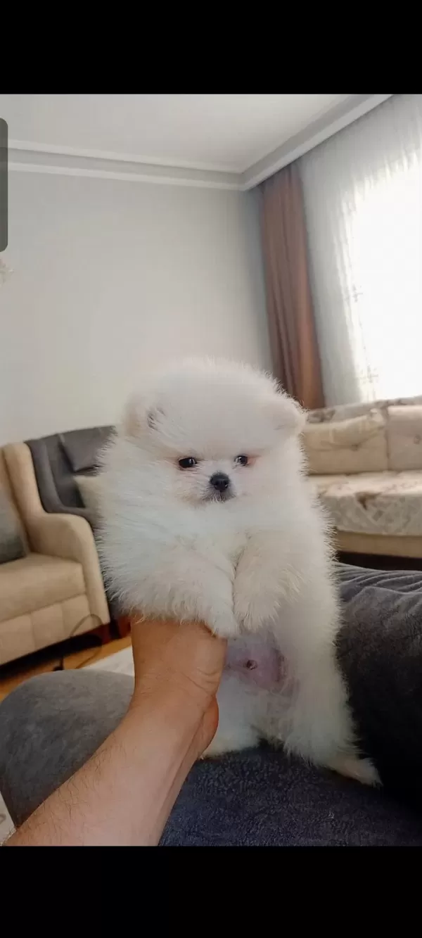 Pomeranian Boo Erkek Yavrumuz