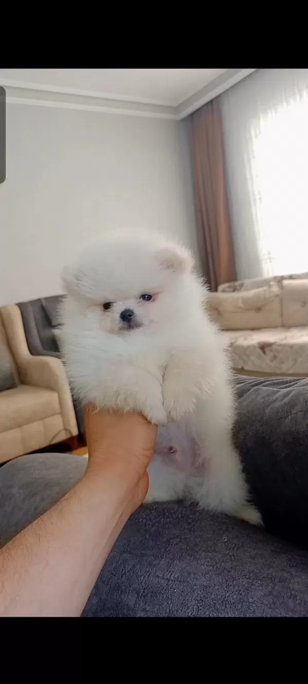 Pomeranian Boo Erkek Yavrumuz