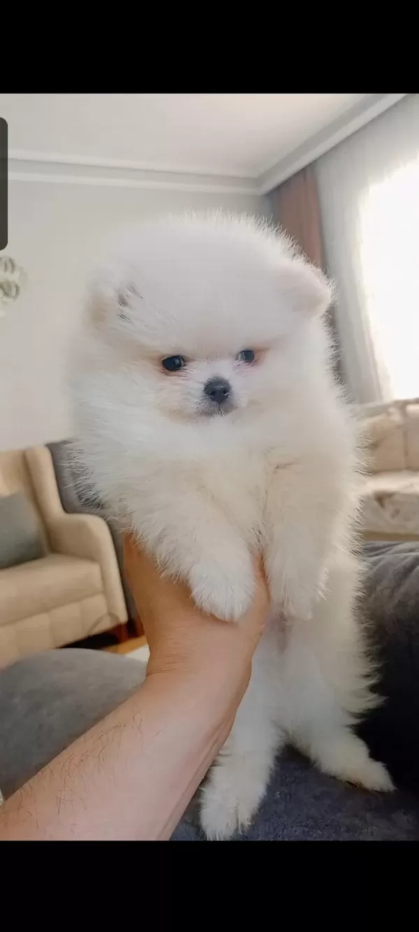 Pomeranian Boo Erkek Yavrumuz