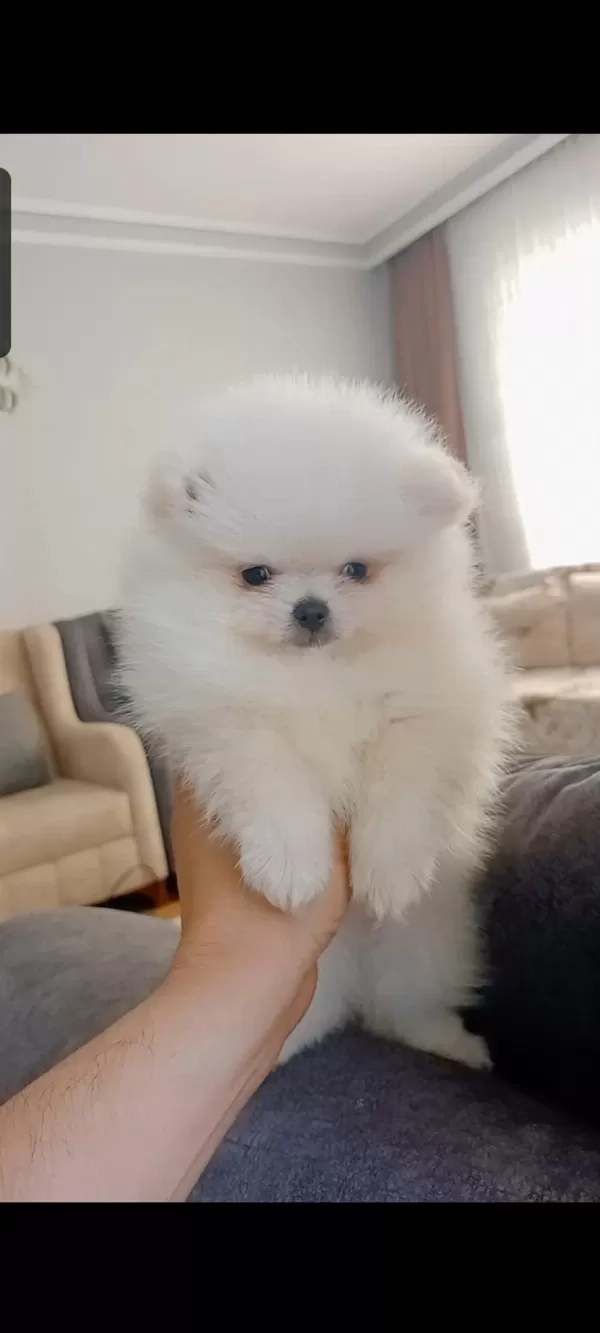 Pomeranian Boo Erkek Yavrumuz