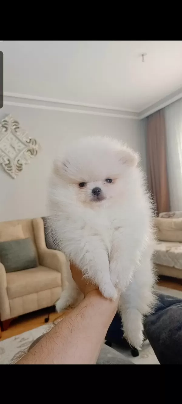 Pomeranian Boo Erkek Yavrumuz