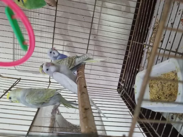 Yuvadan Yeni Çikan Yeni Yem Kiran Yavru Kuşlar
