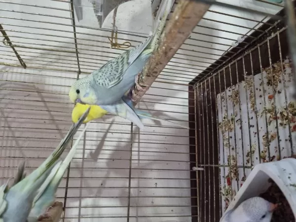 Yuvadan Yeni Çikan Yeni Yem Kiran Yavru Kuşlar