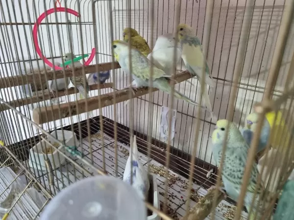 Yuvadan Yeni Çikan Yeni Yem Kiran Yavru Kuşlar