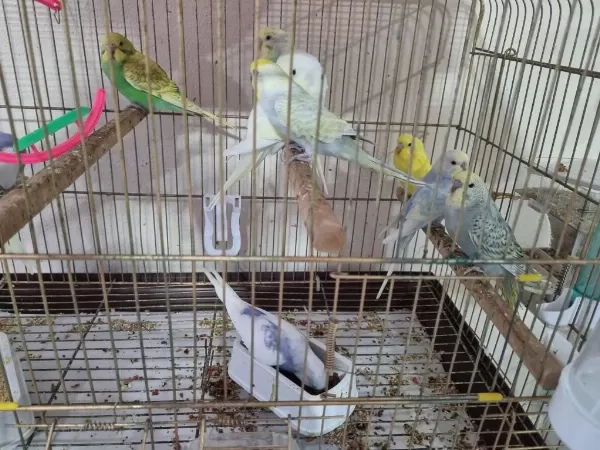 Yuvadan Yeni Çikan Yeni Yem Kiran Yavru Kuşlar