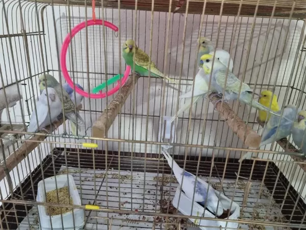 Yuvadan Yeni Çikan Yeni Yem Kiran Yavru Kuşlar
