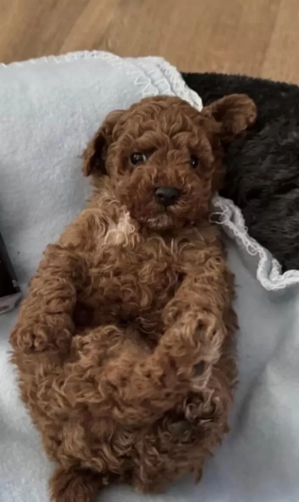Sağlıklı Toy Poodle