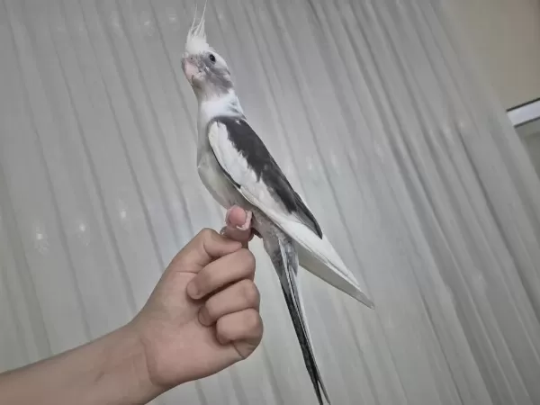 Yarı Eğitimli Çift Sultan Papağanı