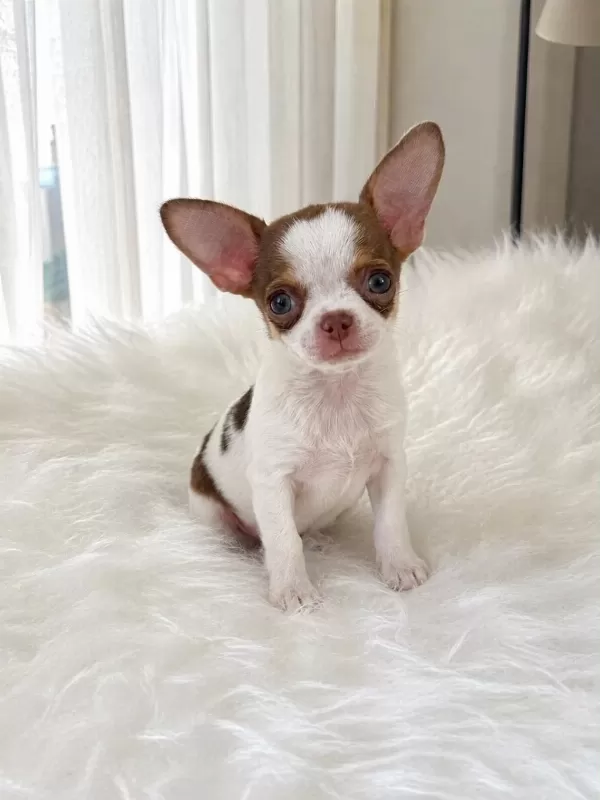 Wc Eğitimli Mini Boy Chihuahua