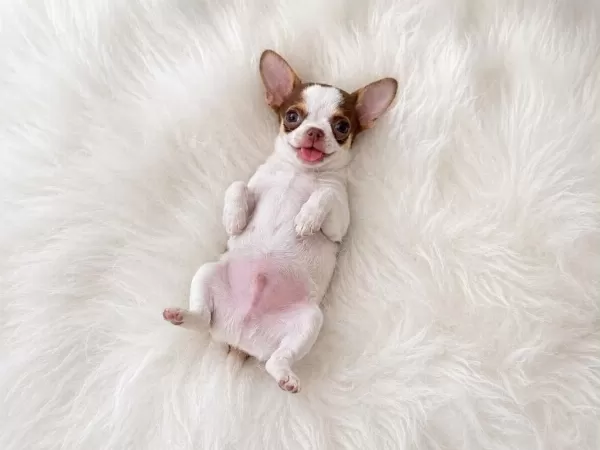 Wc Eğitimli Mini Boy Chihuahua