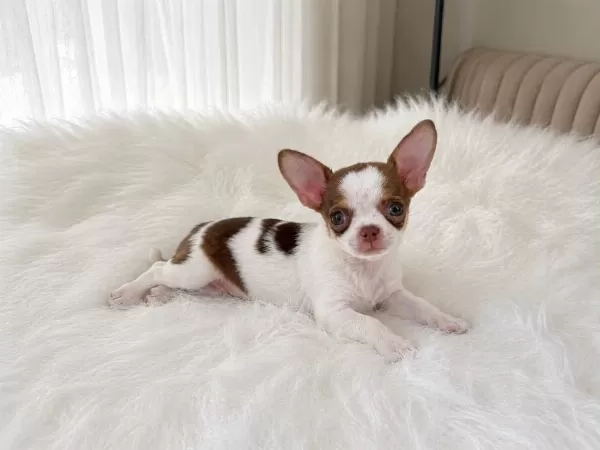 Wc Eğitimli Mini Boy Chihuahua