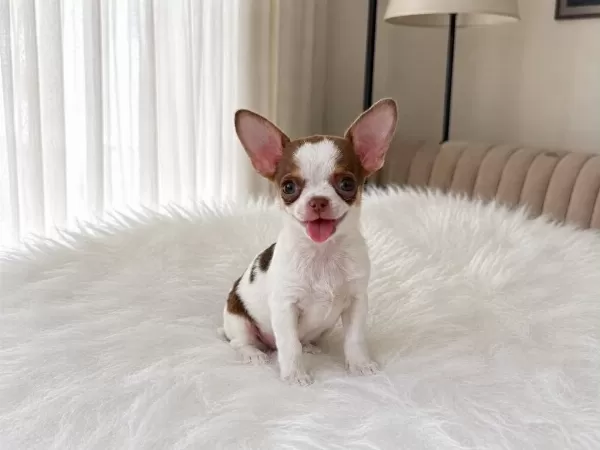 Wc Eğitimli Mini Boy Chihuahua