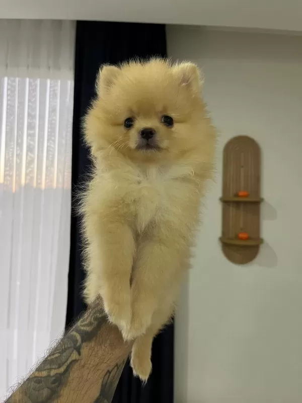 Sağlıklı 2 Aylık Pomeranian