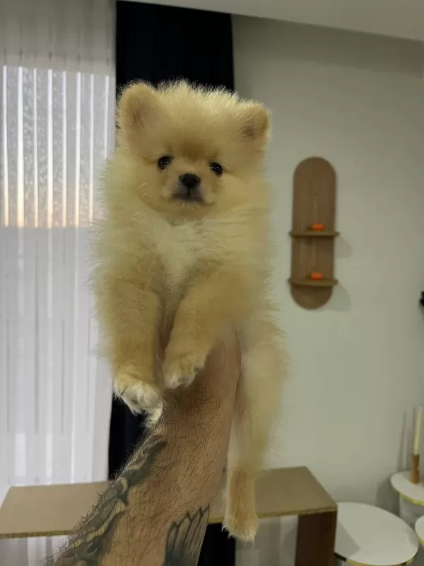 Sağlıklı 2 Aylık Pomeranian