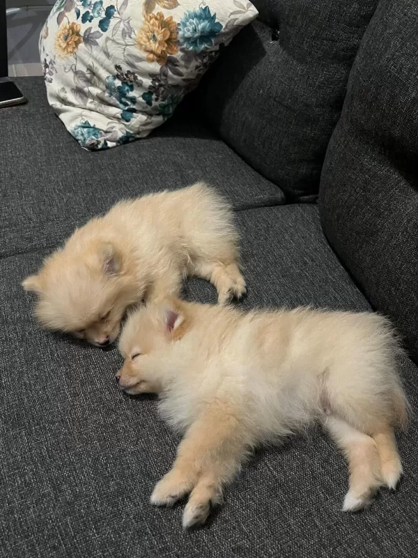 Sağlıklı 2 Aylık Pomeranian