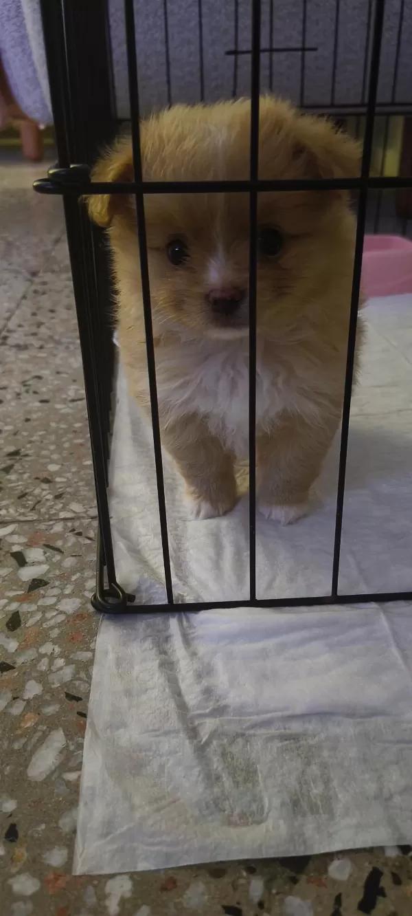 Latte Tadında Maltipoo
