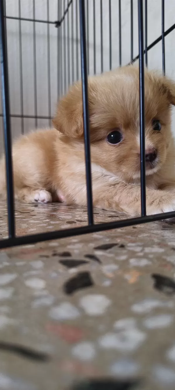 Latte Tadında Maltipoo