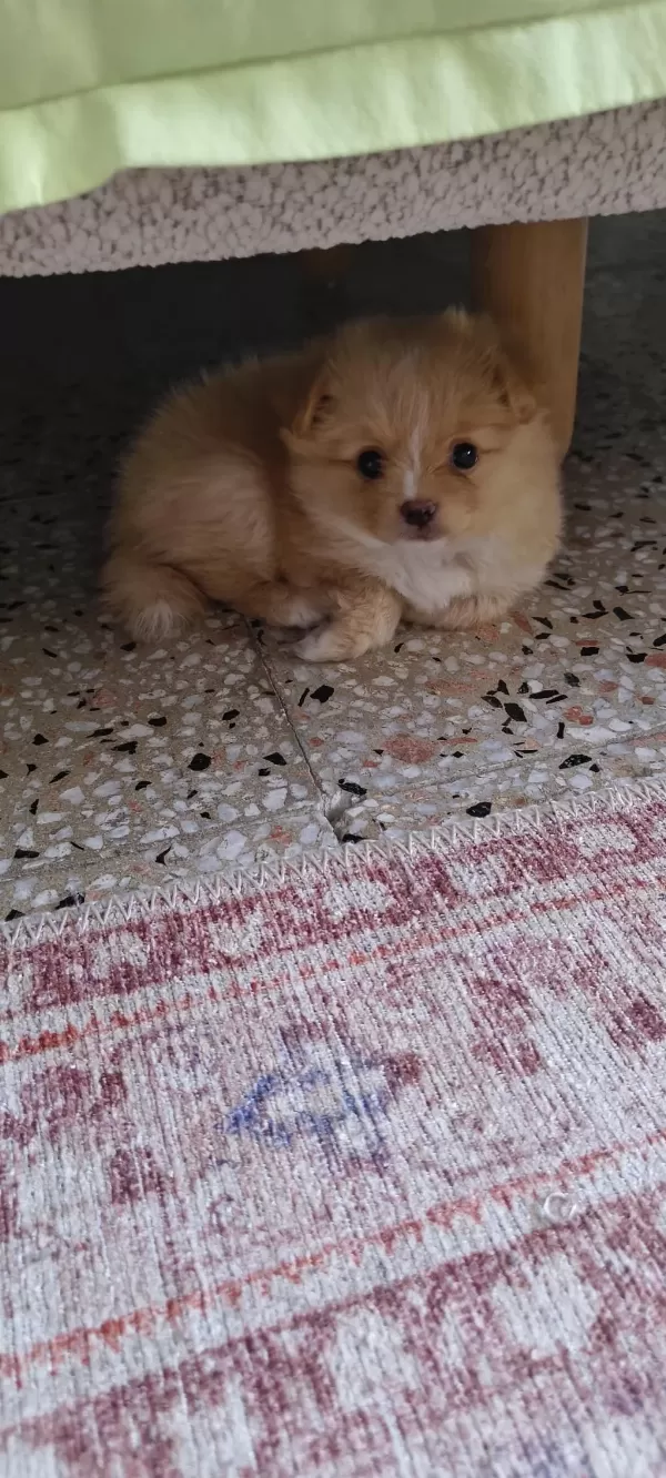 Latte Tadında Maltipoo