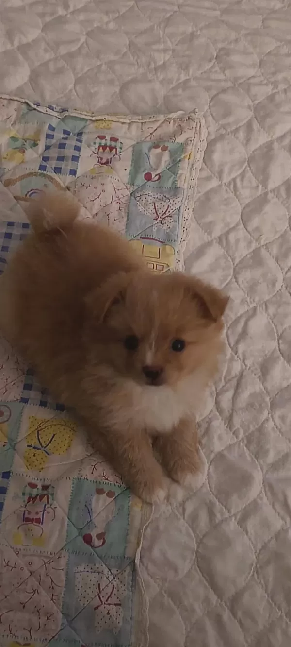 Latte Tadında Maltipoo