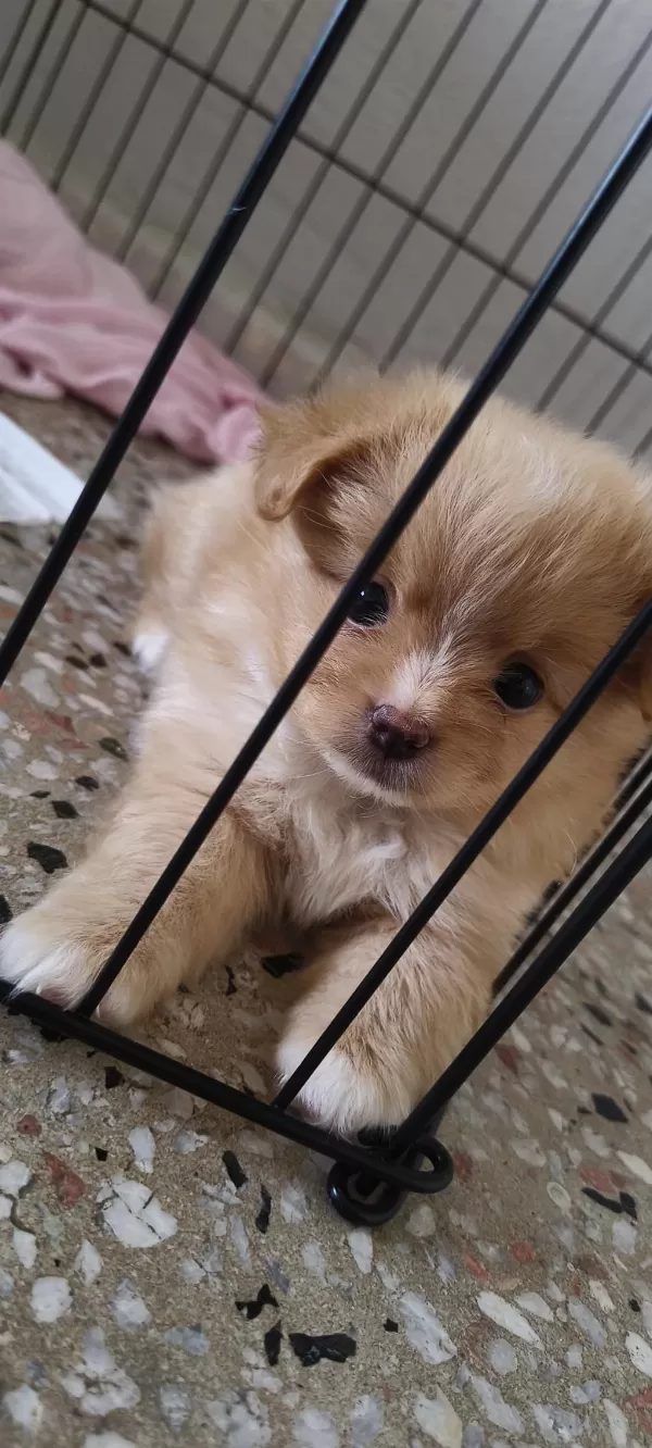 Latte Tadında Maltipoo