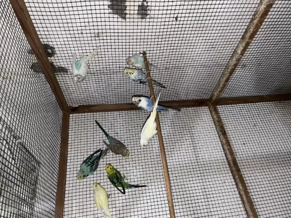 Sağlıklı Bebek Muhabbet Kuşu