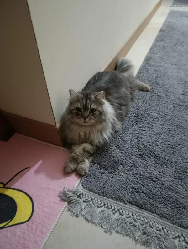 Chinchilla Kedimiz Ücretsiz Sahiplendirilecek