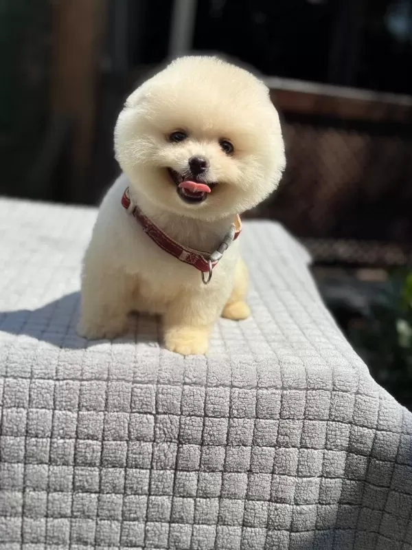 Sağlik Ve İrk Garantili Pomeranian