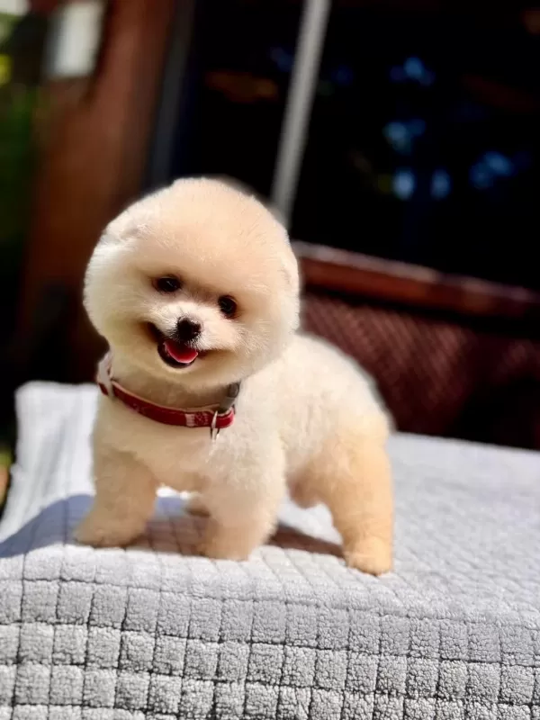 Sağlik Ve İrk Garantili Pomeranian