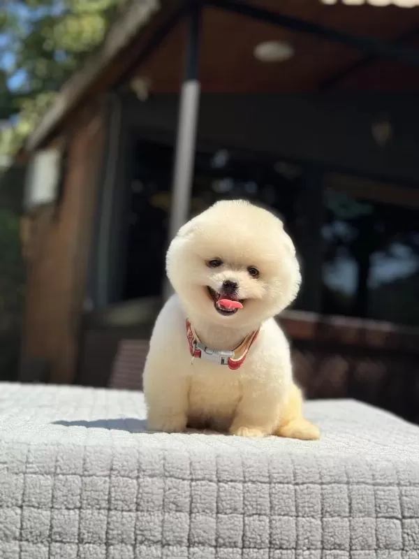 Sağlik Ve İrk Garantili Pomeranian