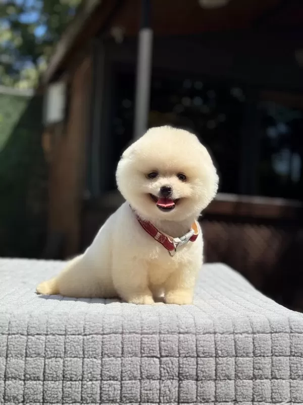 Sağlik Ve İrk Garantili Pomeranian