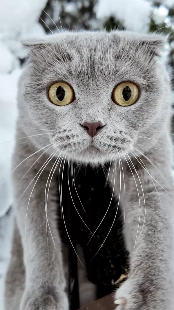 Dişi Dünyalar Güzeli Scottish Fold