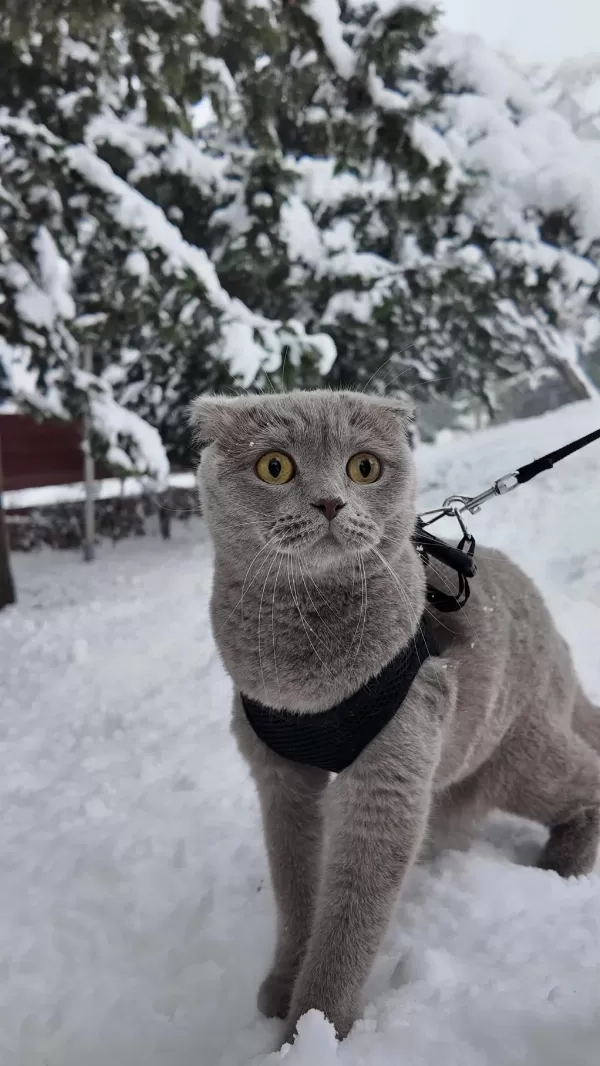 Dişi Dünyalar Güzeli Scottish Fold