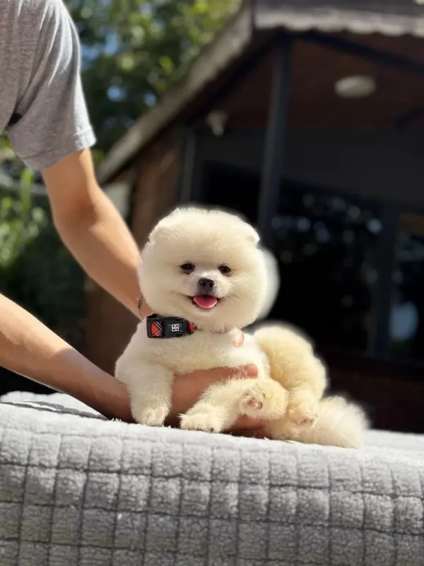 Sağlik Ve İrk Garantili Pomeranian