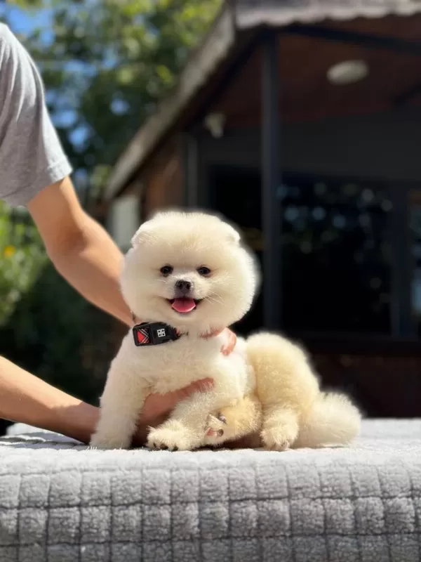 Sağlik Ve İrk Garantili Pomeranian