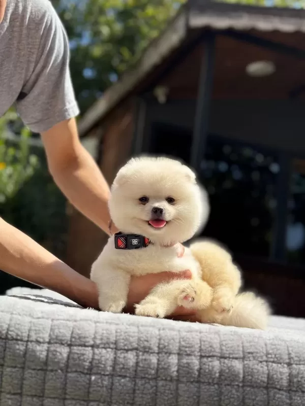 Sağlik Ve İrk Garantili Pomeranian