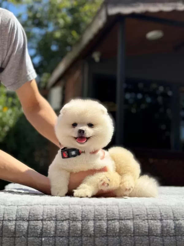 Sağlik Ve İrk Garantili Pomeranian