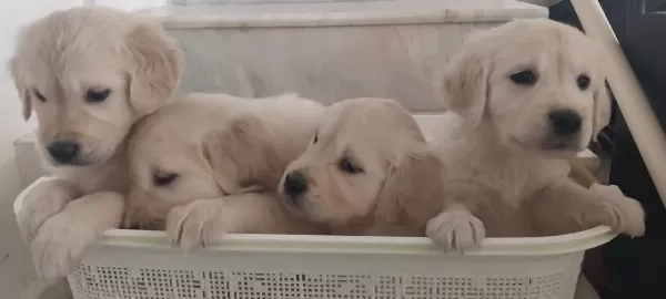 Sağlıklı Golden Retriever Yavrular