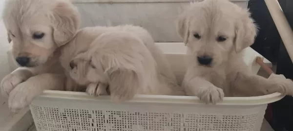 Sağlıklı Golden Retriever Yavrular