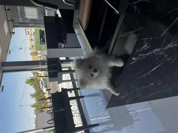 Pomeranian Boo 3 Aylık