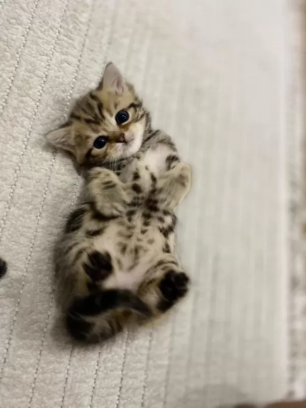 Golden N12 British Shorthair Orjinal Safkan