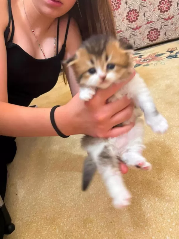 British Longhair Yavrular